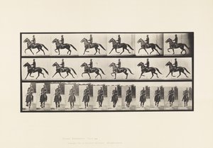 Tavola 593. Andatura Oscillante; Sella; Cavallo Bruno Pronto da Eadweard Muybridge