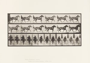 Tavola 594. Dondolamento (Passo): Sulky; Cavallo Marrone Pronto da Eadweard Muybridge
