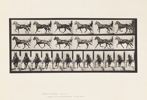 Tavola 595. Dondolando (Passo): Sulky; Cavallo Marrone Pronto da Eadweard Muybridge