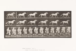 Tavola 596. Trotto; Libero; Cavallo Grigio Chiaro Eagle da Eadweard Muybridge