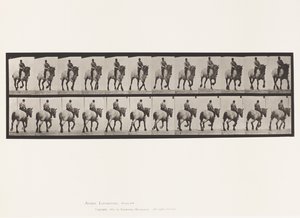Tavola 599. Trotto; Senza Sella; Cavallo Grigio Scuro Dusel da Eadweard Muybridge