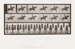 Tavola 601. Trotto; Sella; Giumenta Marrone Beauty da Eadweard Muybridge