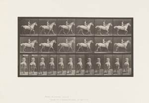 Tavola 602. Trotting; Bareback; Rider, 43, Nudo; Cavallo grigio chiaro Smith, 1885 da Eadweard Muybridge