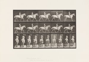 Tavola 603. Trotto; Sella; Cavallo Grigio Chiaro Smith da Eadweard Muybridge