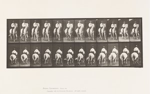 Tavola 604. Trotto; Sella; Cavallo Bianco Elberon