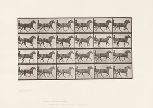 Tavola 607. Trotto; Sulky; Giumenta Baia, Lizzie M. da Eadweard Muybridge