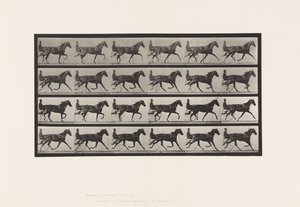 Tavola 608. Trotto; Sulky; Cavalla Sauro Flode Holden da Eadweard Muybridge