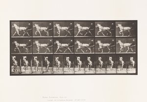 Tavola 610. Trotto; Sulky; Giumenta Grigia, Katydid da Eadweard Muybridge