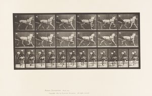 Tavola 611. Trotto; Sulky; Cavalla Grigia Katydid da Eadweard Muybridge