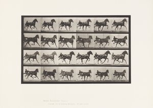 Tavola 613. Trotto; Sulky; Baia Mare Nellie Rose da Eadweard Muybridge