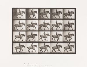 Galoppo lento; Senza sella; Cavallo belga grigio scuro Hansel da Eadweard Muybridge