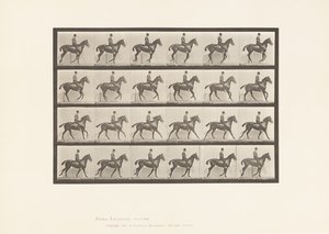 Tavola 616. Trotto; Sella; Cavallo Baio Daisy da Eadweard Muybridge