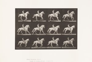 Tavola 617. Galoppo; Senza sella; Cavaliere, 106, Nudo; Cavallo bianco Clinton, 1885 da Eadweard Muybridge