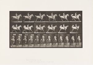 Tavola 622. Galoppo; Sella; Cavaliere, 43, Nudo; cavallo grigio Smith, 1885 da Eadweard Muybridge