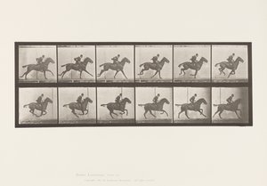 Tavola 624. Galoppo; Sella; Cavallo Baio Daisy da Eadweard Muybridge