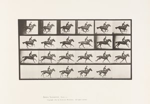 Tavola 625. Galoppo; Cavallo Purosangue Baio Bouquet da Eadweard Muybridge