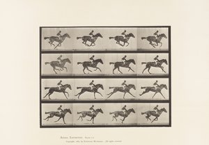 Tavola 626. Galoppo; Cavalla Purosangue Baia Annie G. da Eadweard Muybridge