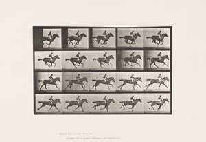 Tavola 627. Galoppo; Purosangue Baia Mare Annie G. da Eadweard Muybridge