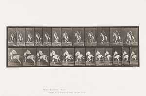 Tavola 630. Galoppo; Sella; Cavalla Grigia Pandora da Eadweard Muybridge