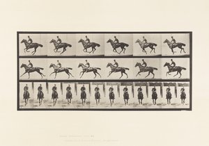 Tavola 632. Galoppo; Sella; Cavallo Purosangue Baio Bouquet da Eadweard Muybridge