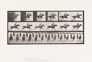 Galoppo; Sella; Cavallo baio purosangue Bouquet da Eadweard Muybridge