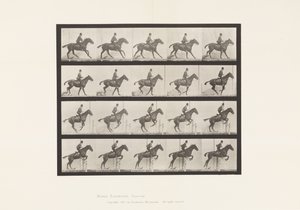 Tavola 636. Salto di un Ostacolo; Sella; Preparazione al Salto da Eadweard Muybridge