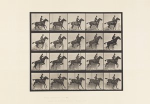Tavola 638. Salto di un Ostacolo; Sella; Cavallo Baio Daisy da Eadweard Muybridge