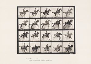 Tavola 640. Saltando un ostacolo; Sella; Cavallo Baio Daisy da Eadweard Muybridge