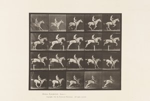 Tavola 642. Salto di un ostacolo; Sella; Cavaliere, 105, Nudo; giumenta grigia, 1885 da Eadweard Muybridge