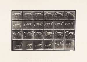 Piastra 648. Saltando sopra tre cavalli; A,B; cavallo castano Hornet da Eadweard Muybridge