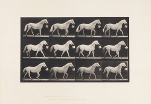Tavola 650. Camminando con un Secchio in Bocca; Cavallo Grigio Chiaro da Eadweard Muybridge