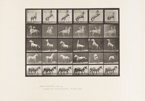 Piastra 652. A, B, C, D, E, Cavalli che si impennano, ecc. da Eadweard Muybridge