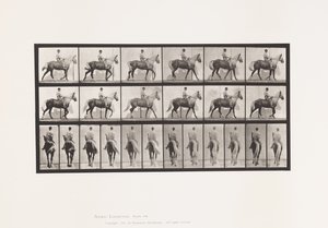 Tavola 653. Camminata; Sella; Zoppo, Zampa Anteriore Destra; Cavallo-Buckskin da Eadweard Muybridge