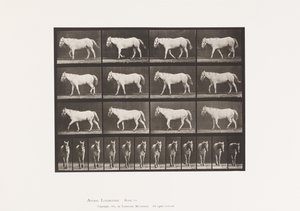 Piastra 656. Camminare; Libero; Ossificazione della cartilagine da Eadweard Muybridge