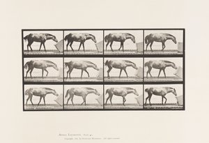 Piastra 657. Rotolamento di una scatola; Pony, Lotta