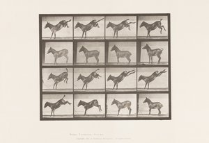 Tavola 658. Mulo; A, scalciando; B, scalciando Ruth da Eadweard Muybridge