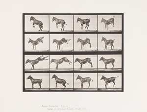 Tavola 659. Mulo; A, B, Impennata e Calci; Ruth da Eadweard Muybridge