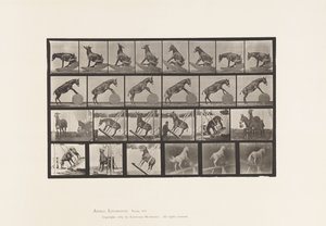 Tavola 660. Mulo; Performance Varie Denver da Eadweard Muybridge
