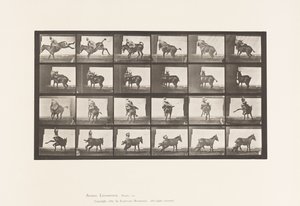 Tavola 661. Mulo; A, B, Un Animale Refrattario Ruth da Eadweard Muybridge