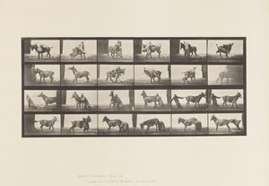 Piastra 662. Mulo; A, B, Un Animale Refrattario Denver da Eadweard Muybridge