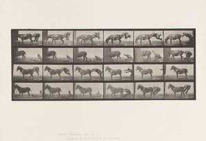 Tavola 663. Mulo; A, B, Un Animale Refrattario Denver da Eadweard Muybridge