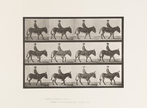 Piastra 665. Asino; camminando; senza sella; un ragazzo che cavalca, Jennie da Eadweard Muybridge
