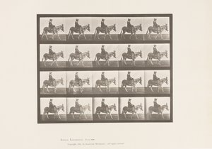 Tavola 666. Asino; Camminando; Sella; Una Ragazza a Cavallo, Zoo da Eadweard Muybridge