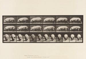 Piastra 673. Scrofa; camminando da Eadweard Muybridge