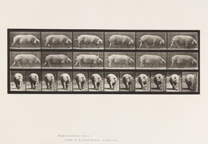Piastra 674. Scrofa; camminando