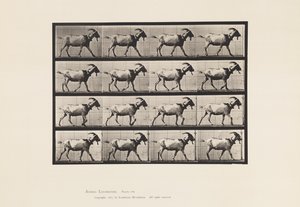 Piastra 676. Capra; camminando da Eadweard Muybridge