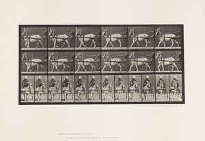 Tavola 677. Capra; Camminando in Sulky da Eadweard Muybridge