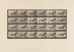 Tavola 679. Capra; Galoppo da Eadweard Muybridge