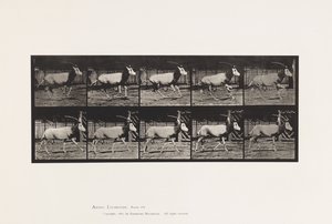Tavola 680. Orice; Galoppo da Eadweard Muybridge