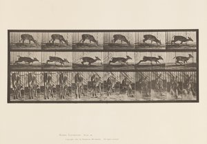 Tavola 681. Cervo della Virginia; (Senza Corna) Cervo Camminando da Eadweard Muybridge
